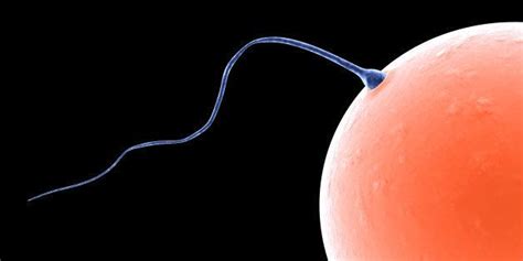 Possible Male Birth Control Works By Blocking Sperm Huffpost Life