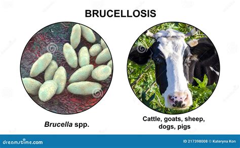 Brucella Bacteria The Causative Agent Of Brucellosis In Cattle And