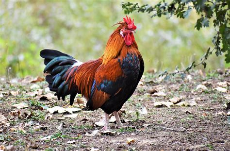 Chicken Cock Cockscomb Free Photo On Pixabay