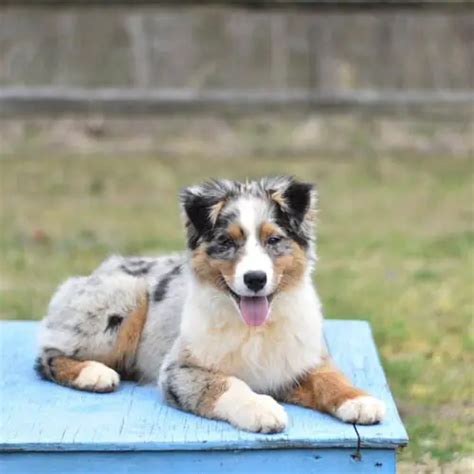 Australian Shepherd Shedding How Much Do Aussies Shed Puppies Club