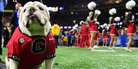 Peta Calls On Texas Georgia To End Live Mascot Use After Sugar Bowl