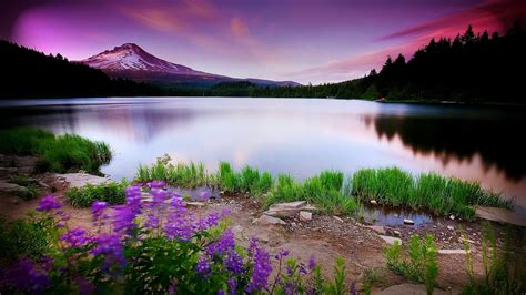 Photo Of Body Of Water Near Mountains Surrounded With Purple Flower