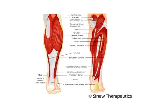 This tendon is vital for. Lower Leg Pain and Injuries Information - Sinew Therapeutics
