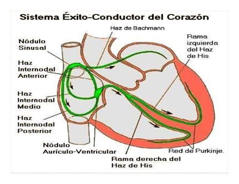 Sistema De Conduccion Electrica Del Corazo Mind Map