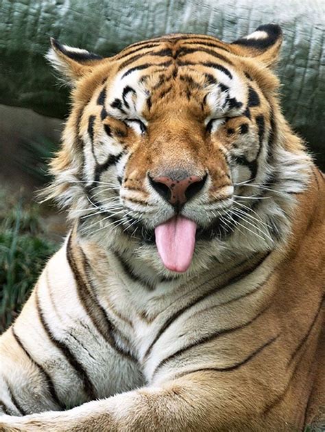 Funny Tiger Making A Face Ranimalsbeingfunny