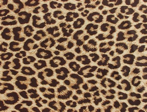 Free Zebra And Cheetah Wallpapers Download Free Zebra And Cheetah