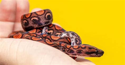 Rainbow Boa Animal Facts Epicrates Cenchria Az Animals