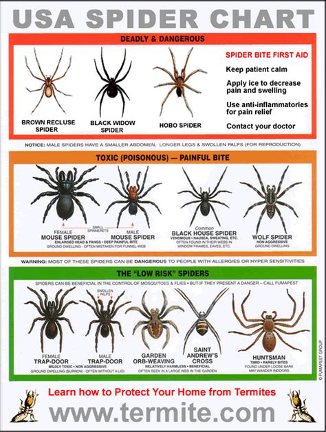 Free Spider Identification Chart