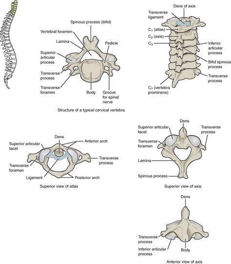 Module Vertebral Column Thoracic Cage And Trunk Wall Anatomy EReader