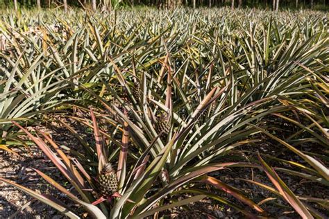 Tropical Pineapple Fruit Outdoor Landscape Of Pineapple Plantation In