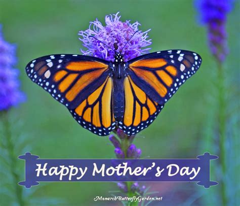 Mothers Day Poem With Female Monarch Butterfly