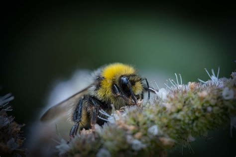 Do Bumble Bees Sting Beekeeping 101