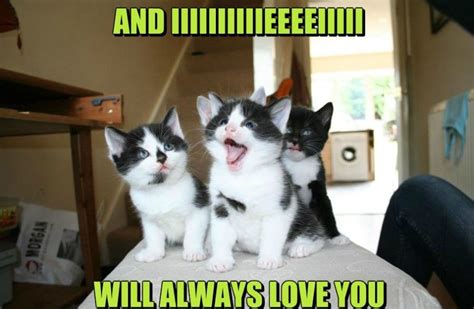 Loving love memes will also help you stop punishing you for everything you did! Meme - And I will always love you - Cat - Viral Viral Videos