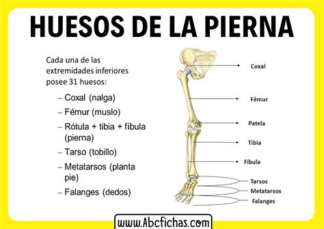 Hatékony Transzplantációs Földimogyoró Partes De Las Extremidades