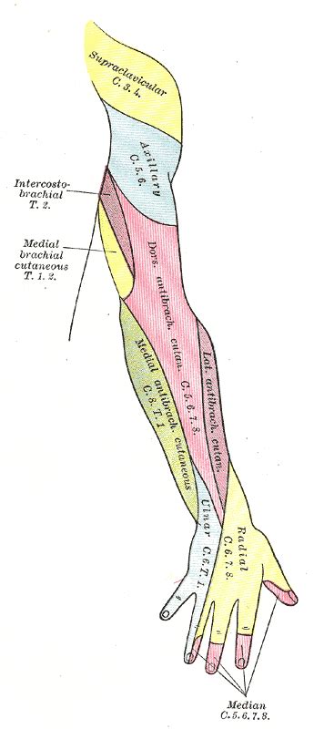 Superior Lateral Cutaneous Nerve Of Arm Wikidoc