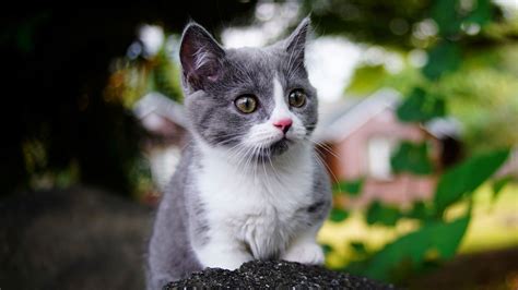 Desktop Wallpaper Cute Baby Animal Kitten Feline Hd