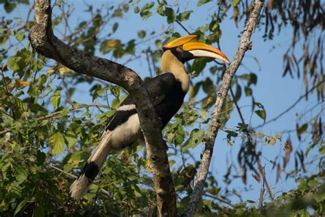 Checklist Of The Birds Of Kerala Bubo Birding