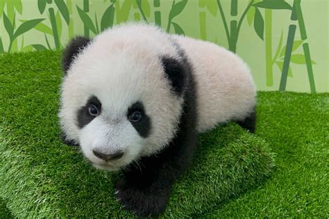 You Can Now Visit Jia Jia And Kai Kais Baby Panda Cub Le Le At River