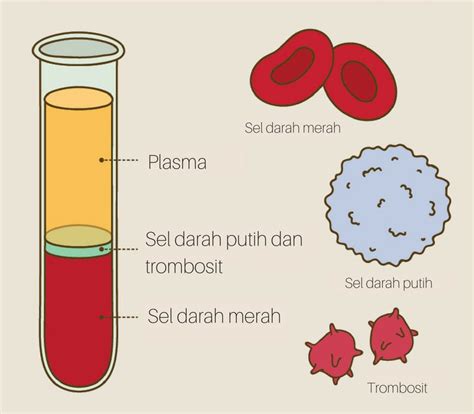 4 Macam Komponen Darah Manusia Dan Fungsinya Hello Sehat