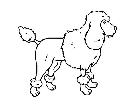 Poodle Dog Coloring Page
