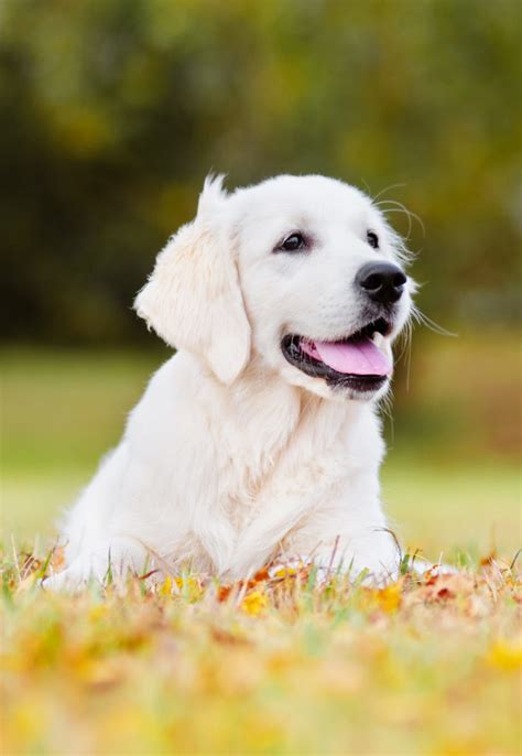 3 to 3 ½ cups a day. Best Food For Golden Retriever Puppy Dogs - Top Tips And ...