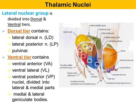 Image Result For Ventral Posterolateral Nucleus Nucleus Adhesive