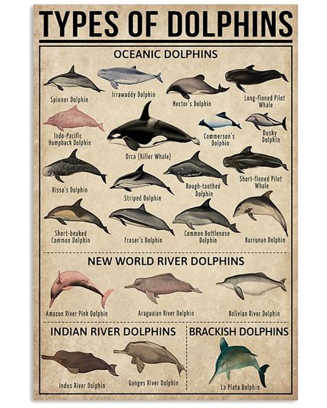 Types Of Dolphins Oceanic Dolphins Poster Dolphins