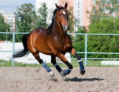 This might seem impossible but with our highly skilled professional writers all your custom essays, book reviews, research papers and other custom tasks you order with us will be of high quality. Understanding Horse Insurance | Horse Journals