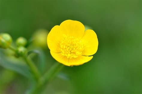 Free Photo Buttercup Plant Weed Free Image On Pixabay 752927