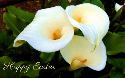 Easter Lilies Greeting Free Stock Photo Public Domain Pictures
