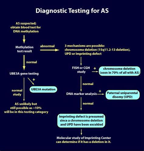 Testing And Diagnosis Angelman Syndrome Foundation