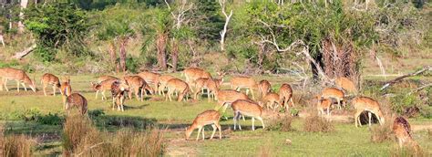 Wilpattu National Park Attractions In Kalpitiya Love