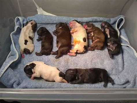 How Many Puppies Do French Bulldogs Have In A Litter