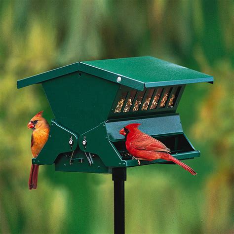 Beginners Guide To Backyard Bird Feeding Chirp Nature Center