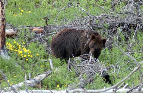 Grizzly Bears Leaving Dens Across Yellowstone And Grand Teton Area