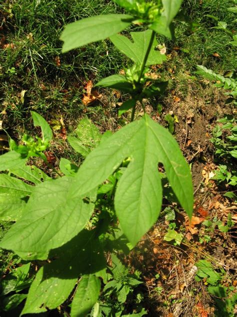 Ragweed Food Of The Gods Friesner Herbarium Blog About Indiana Plants