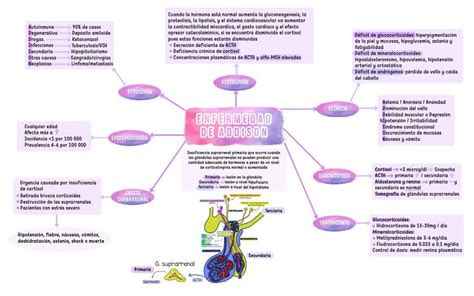Enfermedad Addison Andrea Avalos UDocz