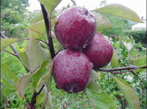 Buy American Mother Online Crj Fruit Trees Nursery Uk