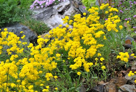 7 Easy Drought Tolerant Ground Covers