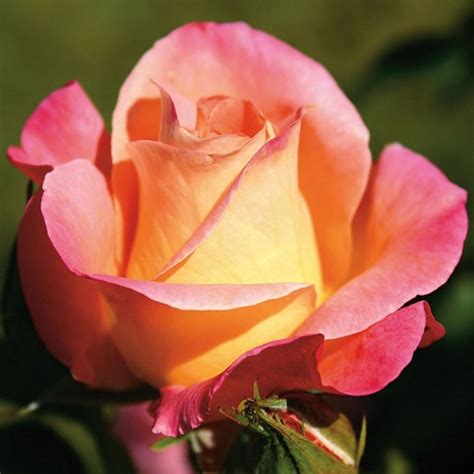 Inspire Hybrid Tea Garden Roses Pococks Roses The Cornish Rose Company