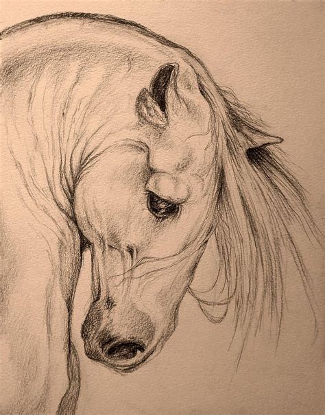 Awasome Drawing Of Horses Head References Tossism