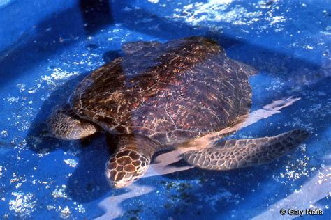 Green Sea Turtle Chelonia Mydas