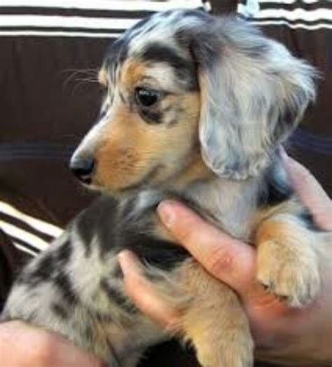Some good practices to reinforce socialization may be frequent walks to the local dog park so that your puppy can learn to socialize with both other dogs and other. Australian Shepard Daschund mix in 2020 | Dapple dachshund ...