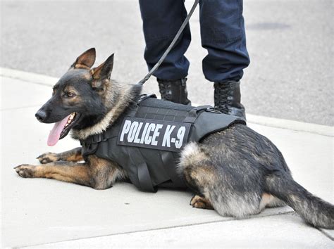 Detroit Police K9s Get New Bullet Resistant Vests