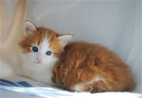 Cutest Kitten Ever Cutest Kittens Ever Norwegian Forest Cat Tabby