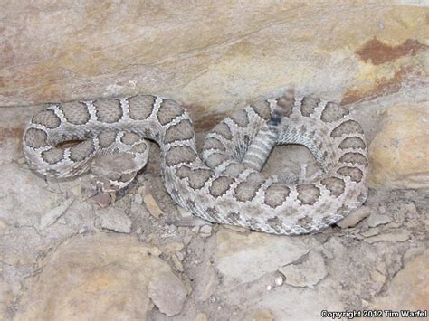 Check spelling or type a new query. Midget Faded Rattlesnake (Crotalus oreganus concolor)
