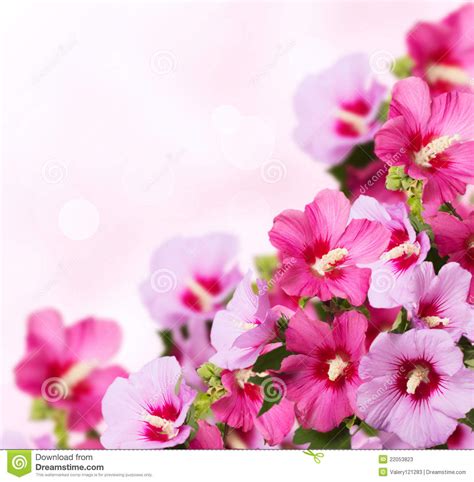 Flores Hermosas Fotos De Archivo Imagen 22053823