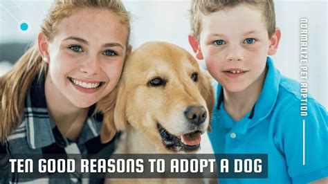 10 Good Reasons To Adopt A Dog Dog Corner
