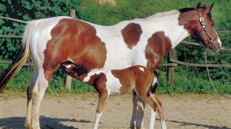 Paint Horse Colors Plus 6 Fun Facts And Pictures