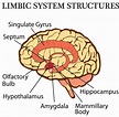 What is the Mesolimbic Pathway? (with pictures)